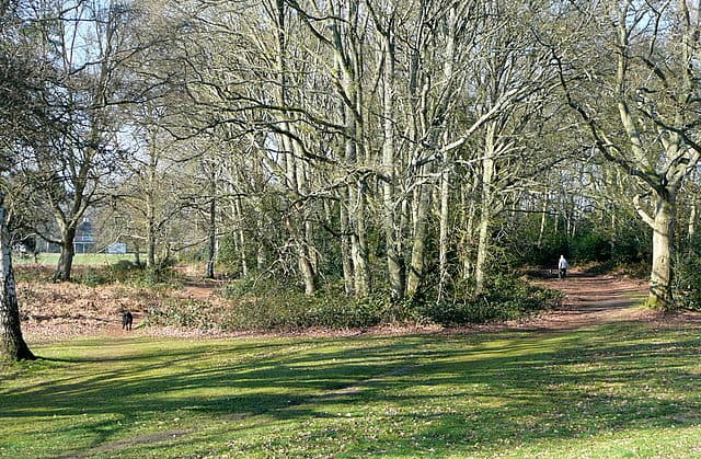 Petersfield Heath with open grassland, mature trees, and woodland paths