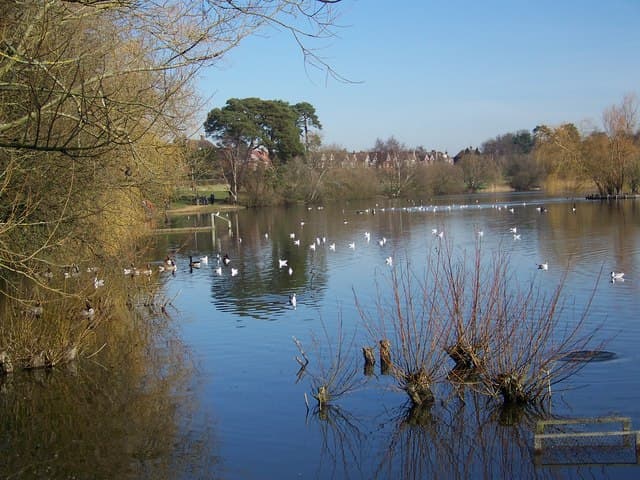 Heath Pond, Petersfield